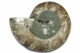 Cut & Polished Ammonite Fossil (Half) - Madagascar #349065-1